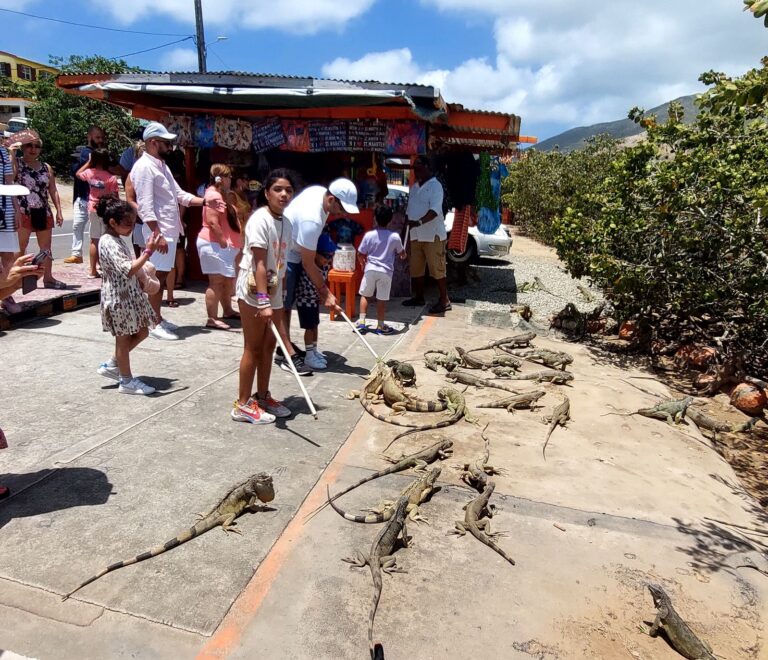 The Iguana Stop